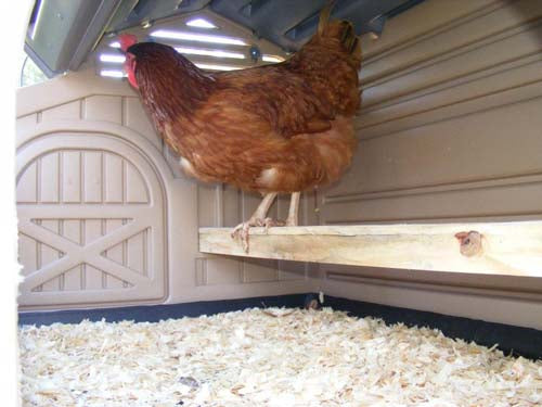 Snap Lock by Formex Standard Chicken Coop (STDCOOP)