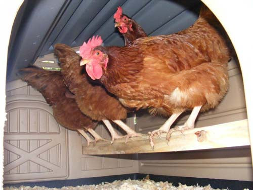 Snap Lock by Formex Standard Chicken Coop (STDCOOP)