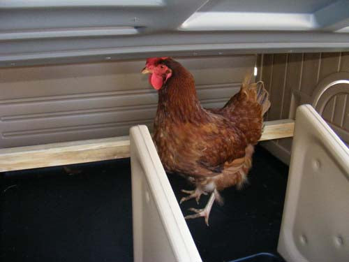 Snap Lock by Formex Standard Chicken Coop (STDCOOP)