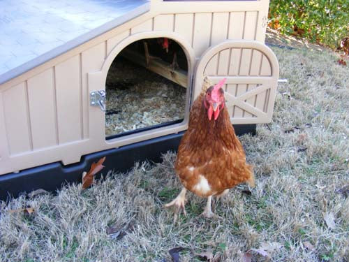 Snap Lock by Formex Standard Chicken Coop (STDCOOP)