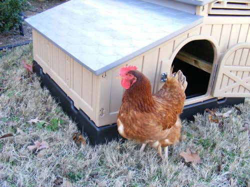Snap Lock by Formex Standard Chicken Coop (STDCOOP)