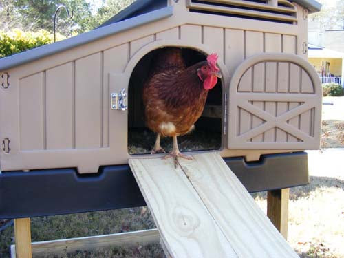 Snap Lock by Formex Standard Chicken Coop (STDCOOP)