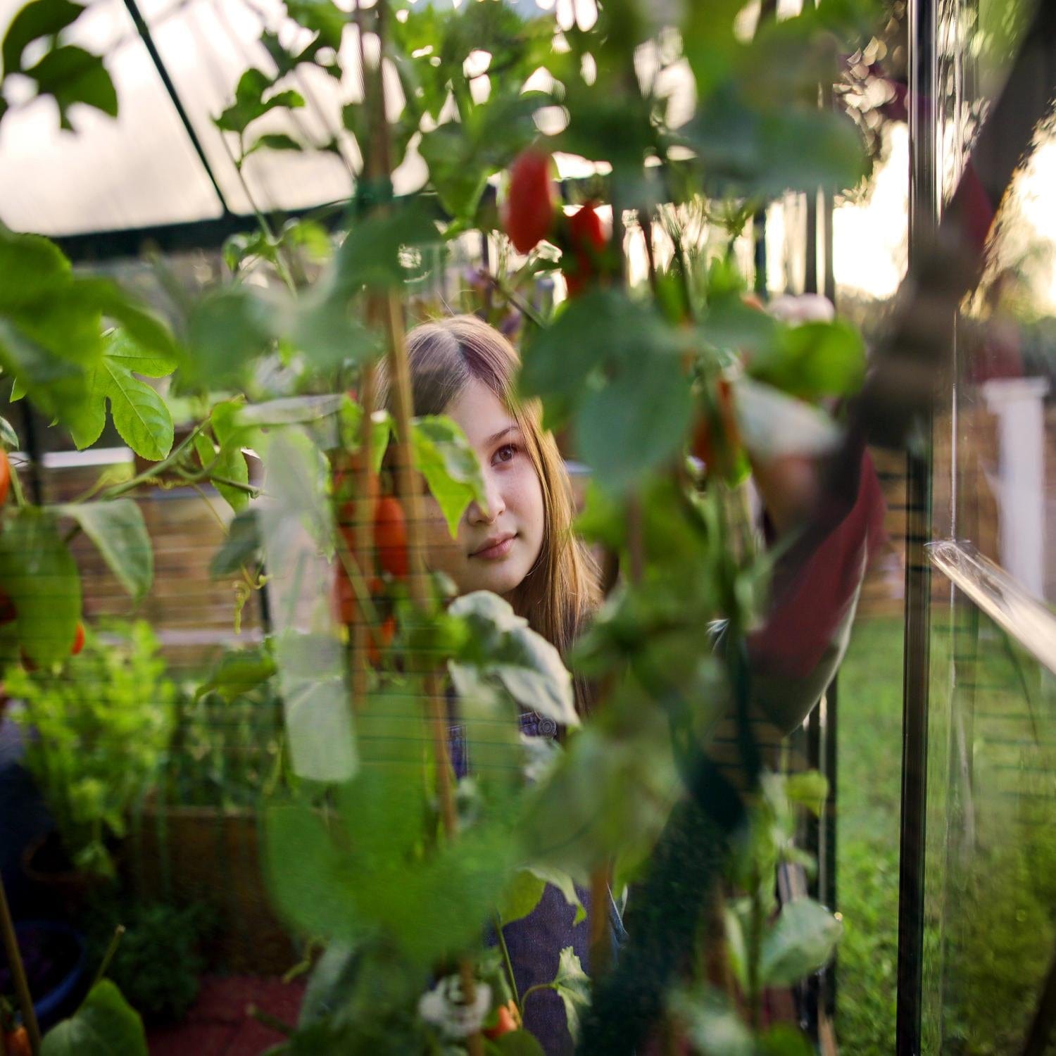 Palram - Canopia | 6x10 Ft Hybrid Greenhouse Kit - Green With 0.8mm Polycarbonate Glazing